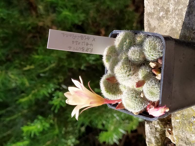 Rebutia heliosa x albiflo.jpg